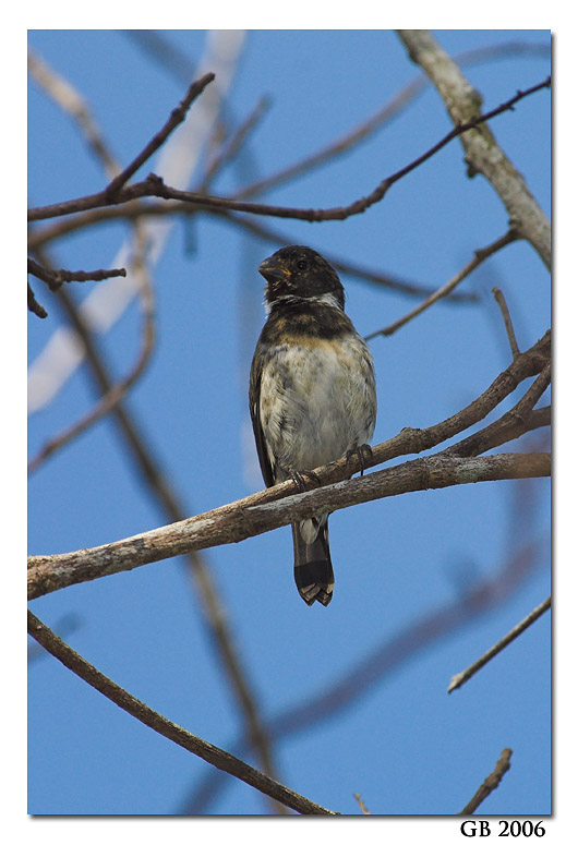 VARIABLE SEEDEATER